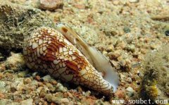 被雞心螺咬了怎么辦,世界上最危險的生物