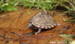 剃刀龜好養(yǎng)嗎，世界上最兇的烏龜