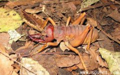 新西蘭巨沙螽,世界上最大的蟲子