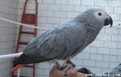 非洲灰鸚鵡好養嗎,世界上最聰明的鸚鵡