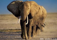 世界上最大的象，非洲象的天敵