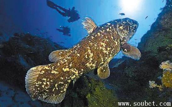 腔棘魚滅絕了嗎,世界上最古老的魚
