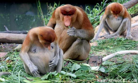 沙巴長鼻猴為何能金槍不倒，世界上鼻子最長的猴子