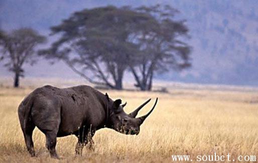 非洲最瀕危的動(dòng)物，黑犀牛和白犀牛的區(qū)別