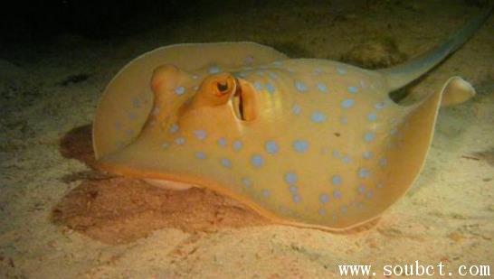 最危險的海洋生物,黃貂魚和魔鬼魚的區別