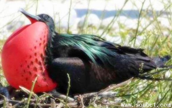 軍艦鳥的天敵,世界上飛得最快的鳥
