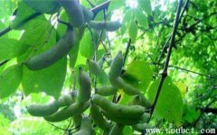 貓屎瓜和八月瓜的區(qū)別，最罕見的水果