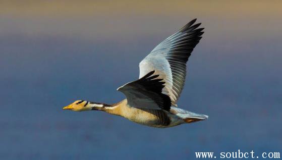 斑頭雁,世界上飛得最高的雁