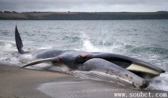 長須鯨,世界第二大鯨