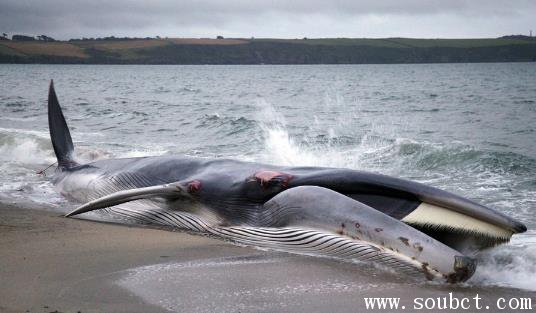長須鯨，世界第二大鯨