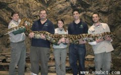 緬甸蟒,東南亞地區最大的蛇