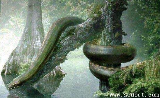綠水蚺，世界上最大的蛇之一