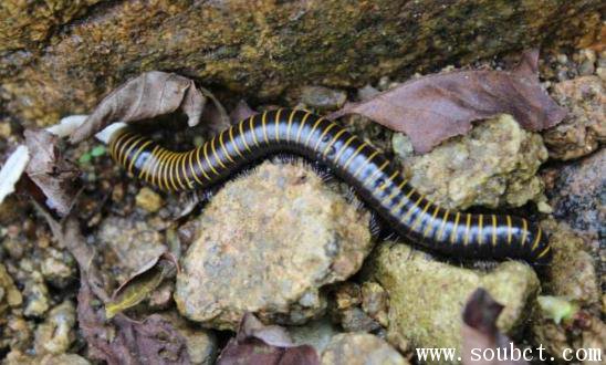 千足蟲,世界上腳最多的動物
