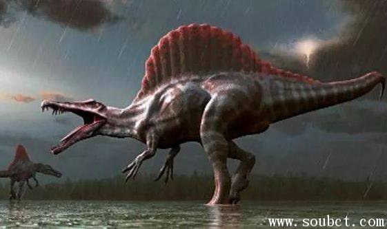 最大的肉食性恐龍,棘龍堪稱恐龍中的大塊頭