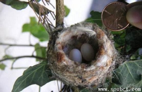 世界上最小的鳥(niǎo)蛋，吸蜜峰鳥(niǎo)蛋