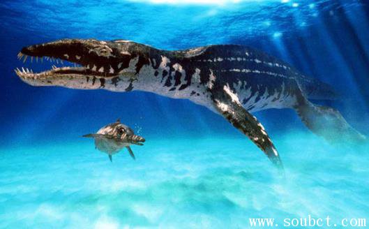 利茲魚,世界上最大的硬骨魚