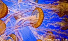 燈塔水母擁有再生基因，世界上最長壽的海洋生物