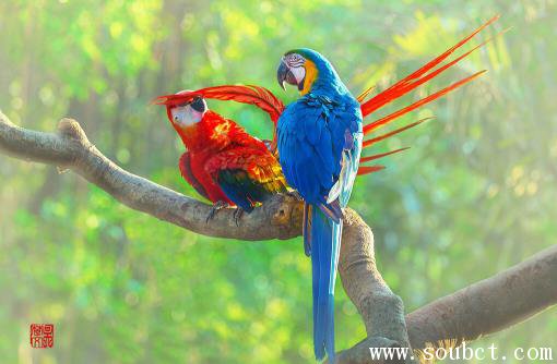 金剛鸚鵡平均壽命65年,世界上壽命最長的鳥