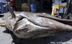 馬林魚與金槍魚的區別，全世界最大的魚