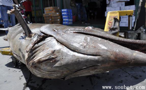 馬林魚與金槍魚的區別，全世界最大的魚