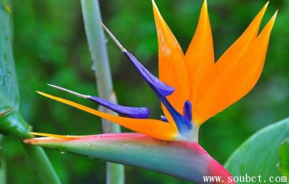 天堂鳥花和鶴望蘭的區別,世界上最美麗的花