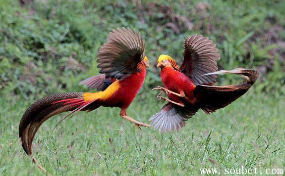 養紅腹錦雞犯法嗎，世界上最美的鳥