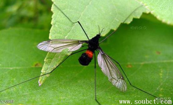 巨型大蚊有毒嗎,世界上最大的蒼蠅