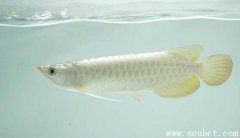 白金龍魚多少錢一條，世界上最貴的魚