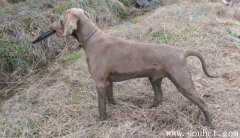 威瑪獵犬適合家養嗎,世界上最難訓練的狗