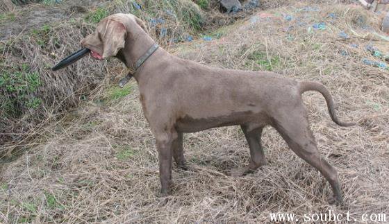 威瑪獵犬適合家養嗎,世界上最難訓練的狗
