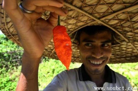 世界上最辣的辣椒,印度鬼椒種植挑地方