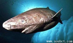 格陵蘭鯊vs大白鯊,壽命最長的鯊魚