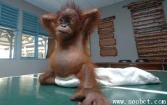 紅毛猩猩智商有多高，世界上最聰明的動物