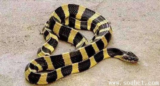 金環蛇和銀環蛇哪個毒,世界上最毒的蛇