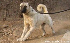 什么狗能打的過坎高犬，戰斗力最強的狗狗