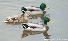 綠頭鴨是幾級保護動物，世界上飛的最高的鳥