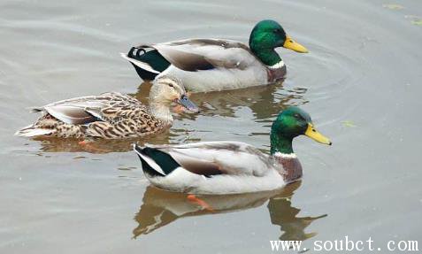 綠頭鴨是幾級保護(hù)動物，世界上飛的最高的鳥