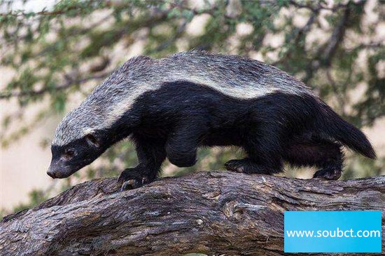 平頭哥蜜獾強大的戰斗力,看到毒蛇就興奮無比