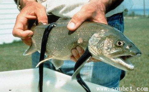 吸血鬼魚存在嗎，世界上最嚇人動物