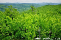 1987大興安嶺火災巨蟒，中國最大的森林