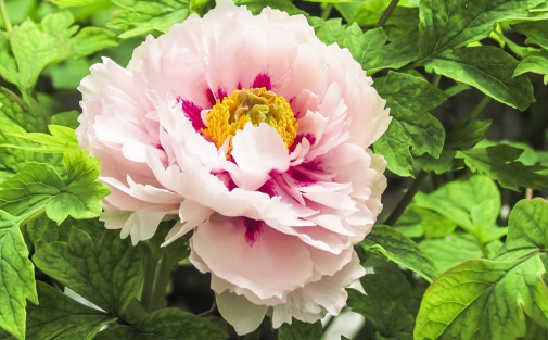 花開富貴花是什么花,怎么養