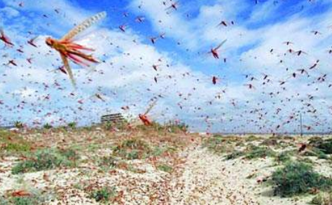 蝗蟲過境比喻什么，蝗災時蝗蟲真的吃人嗎