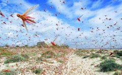 蝗蟲過境比喻什么，蝗災時蝗蟲真的吃人嗎