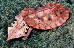 瑪塔龜好養(yǎng)嗎，瑪塔龜能長(zhǎng)多大（飼養(yǎng)方法）