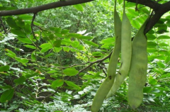 皂角樹(shù)的刺有什么用，皂莢樹(shù)與皂角樹(shù)的區(qū)別