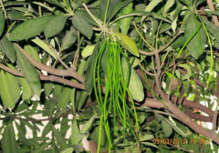 面條樹(shù)的果實(shí)可食用嗎，面條樹(shù)名字的來(lái)歷