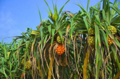 菠蘿樹長什么樣，菠蘿樹怎么種