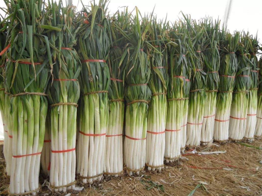 章丘大蔥畝產(chǎn)多少斤，章丘大蔥最高能長多高