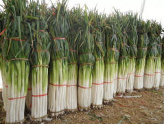 章丘大蔥畝產(chǎn)多少斤,章丘大蔥最高能長多高