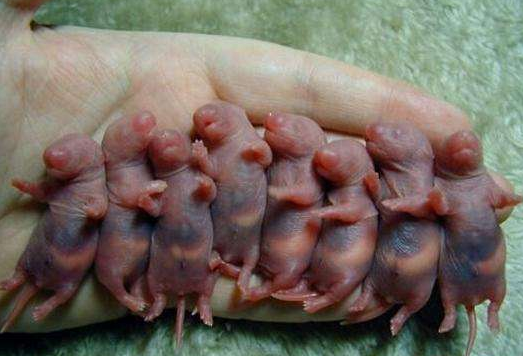 三吱兒是什么老鼠，三吱兒味道好吃嗎